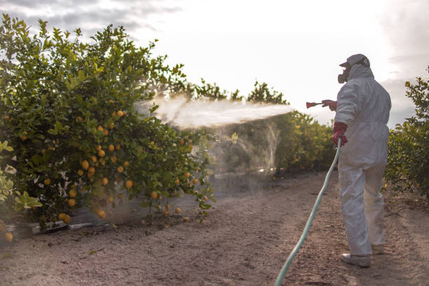 Best Termite Control Services  in Southport, NC